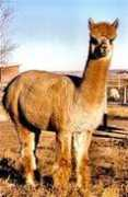 windyridgealpacas.com Maisee