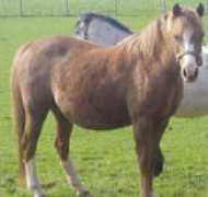 manorcourtstud.com Maisee