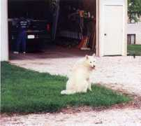Maisey