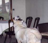 Maisey