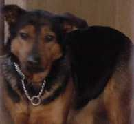 grenzenlose-hundehilfe.de Maitika