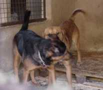grenzenlose-hundehilfe.de Maitika