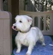 Maizie
