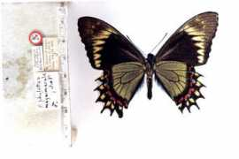 Majasi