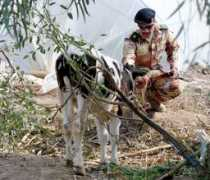 Majead