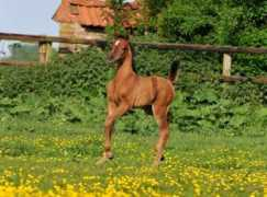 Majeeda