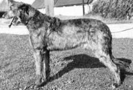 irishwolfhounds.org Majenta