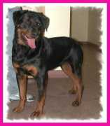 4theloveofdog.org Majenta