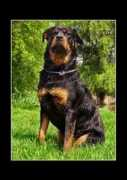 a-love-of-rottweilers.com Majester