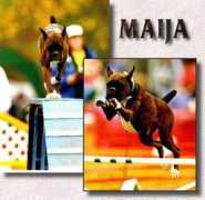 Majia