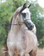Majiid