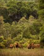 blog.londolozi.com Majing
