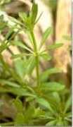 amaherbal.com Majith