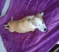 hafici.cz Majly