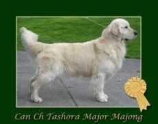 dailyrays.com Majong