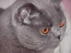 beand.com Majorie