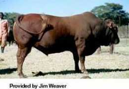 moocow.com Makalanga