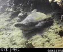 turtles.org Makant