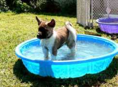 gotpetsonline.com Makavelli