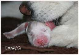 samoyeddogs.dk Makesi