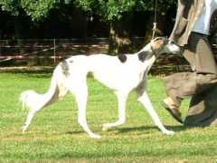 saluki-web.de Makhali