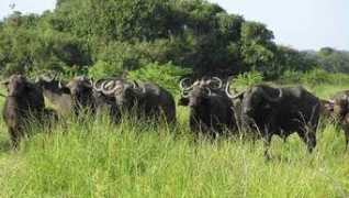 nature-reserve.co.za Makhasa