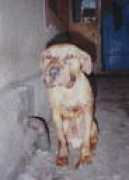Makik