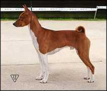 basenji.junix.cz Makima