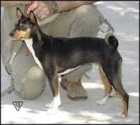 basenji.junix.cz Makima