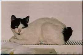 cat.fs.com.pl Makle