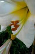 garden-en.com Makroo