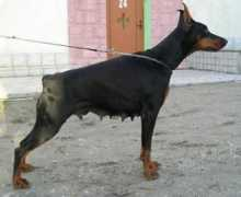 dobermann-review.com Maksima