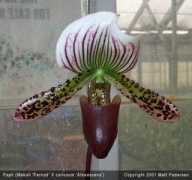 slipperorchid.com Makuli