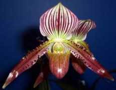 enlightenedorchids.com Makuli