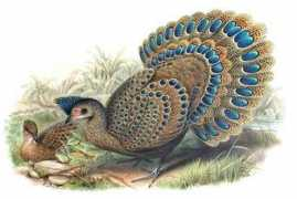 oiseaux.net Malais