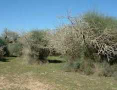 inature.info Malbina