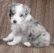 mcpups.com Maleb