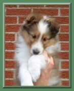 megacom.net Maleca