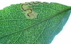 leafmines.co.uk Malella