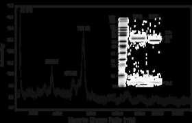 myeloperoxidase.com Malepo