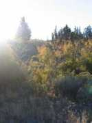 nwbirding.com Malheur