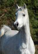 medicom-arabians.de Malinah