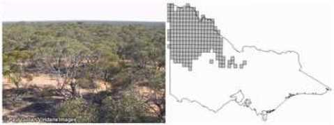 Mallee