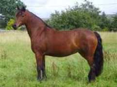 necwpca.co.uk Malnor