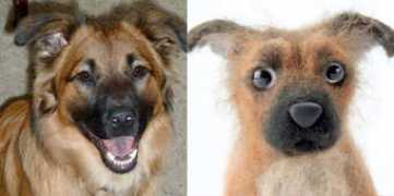 shelterpups.com Malomar