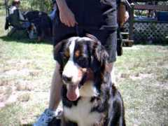 bernese.biz Malomar