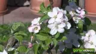 gartenvideo.com Maloni