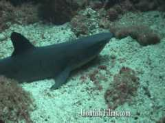 lionfishfilms.com Malpelo
