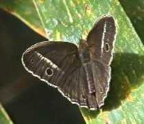 Malsara