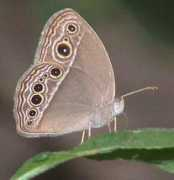 Malsara